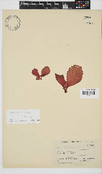 Erythrymenia obovata image