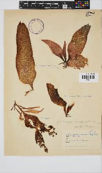 Gigartina polycarpa image