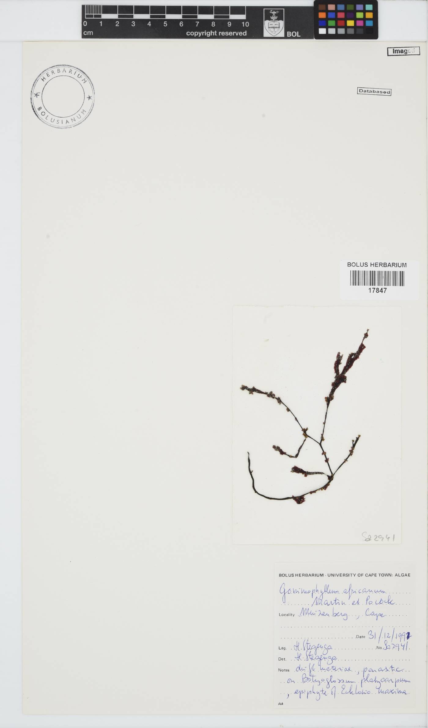 Gonimophyllum image