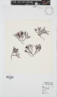 Image of Gracilaria aculeata