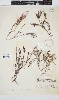 Gracilaria aculeata image