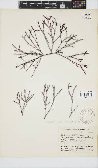 Gracilaria aculeata image