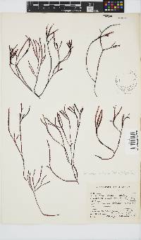 Gracilaria aculeata image