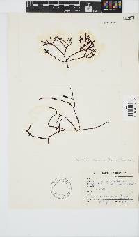 Gracilaria aculeata image