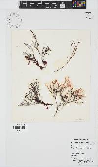 Gracilaria aculeata image