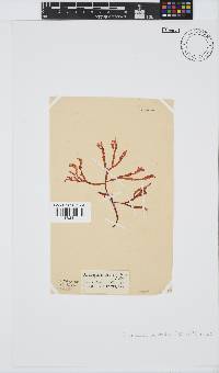 Gracilaria aculeata image