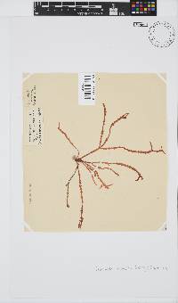 Gracilaria aculeata image