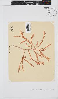 Gracilaria aculeata image