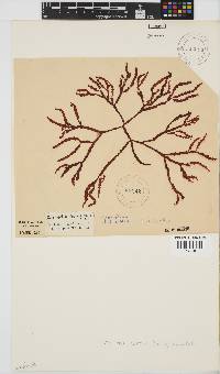 Gracilaria aculeata image