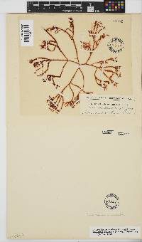 Gracilaria aculeata image