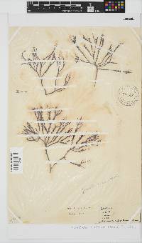 Gracilaria aculeata image