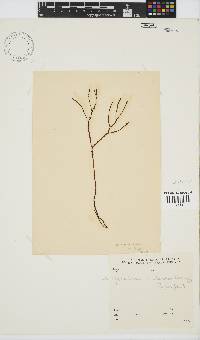 Gracilaria aculeata image