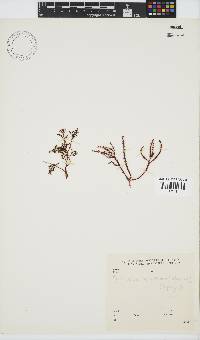 Gracilaria aculeata image