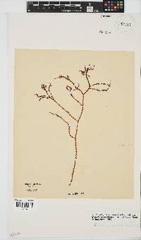 Gracilaria aculeata image