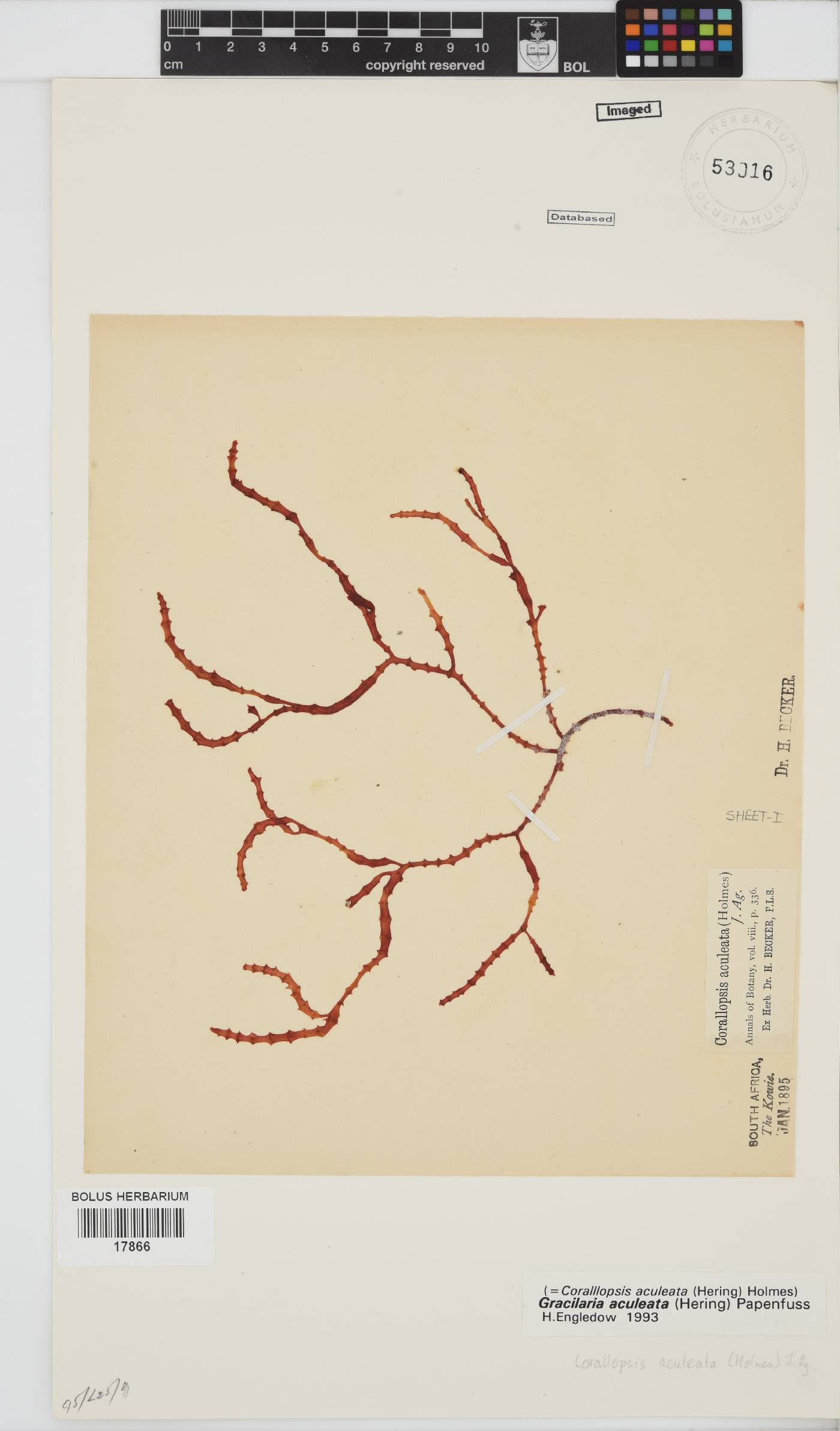 Gracilaria aculeata image