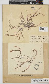 Gracilaria aculeata image