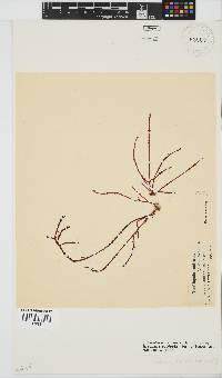 Gracilaria aculeata image
