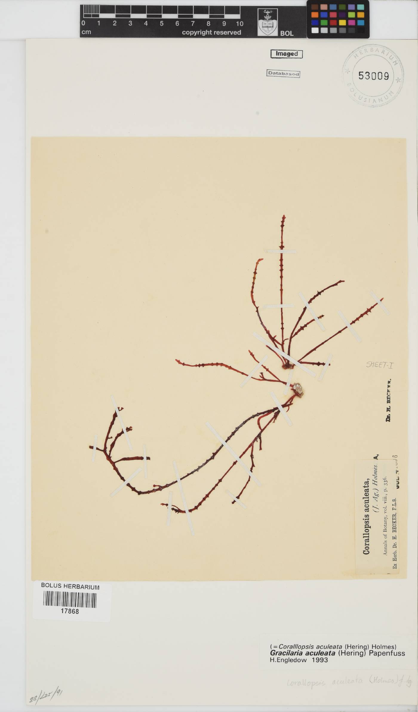 Gracilaria aculeata image