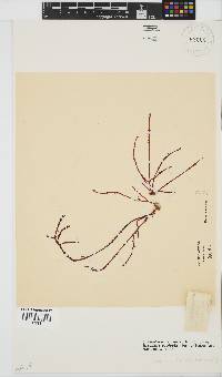 Gracilaria aculeata image