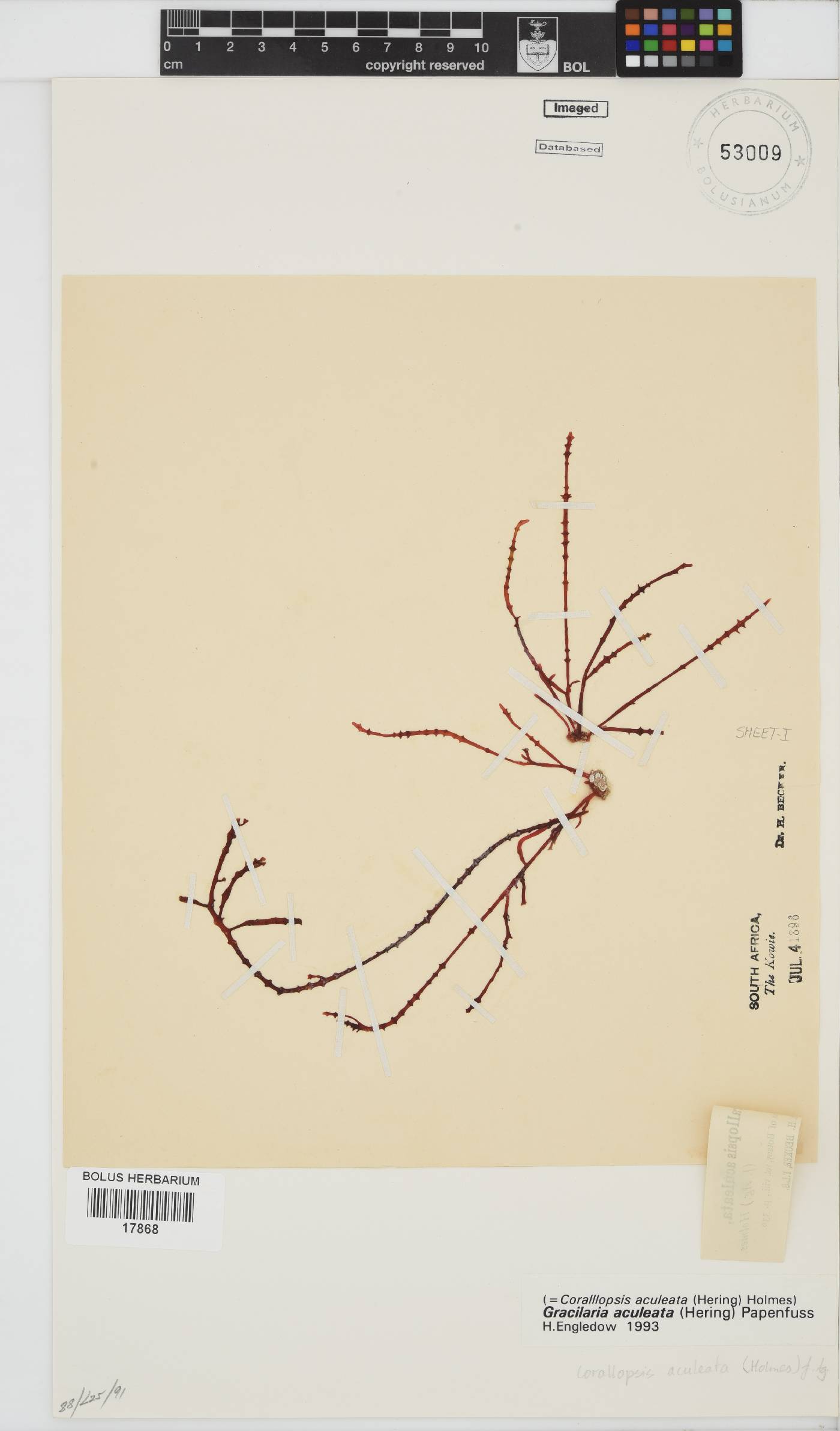 Gracilaria aculeata image