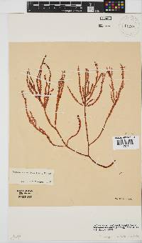 Gracilaria aculeata image