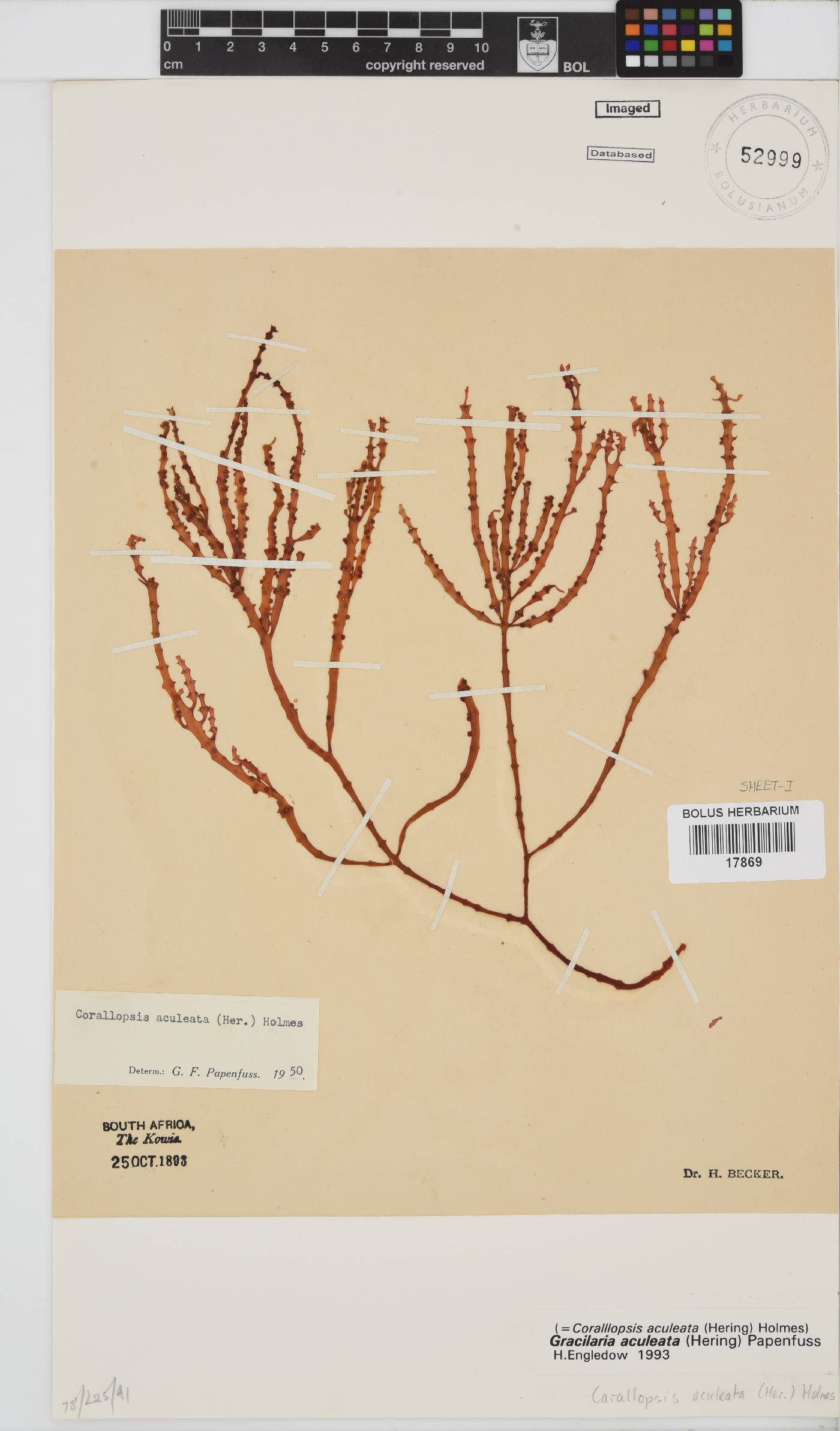 Gracilaria aculeata image