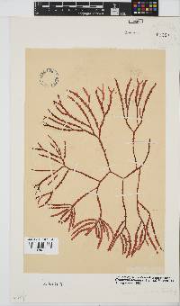 Gracilaria aculeata image