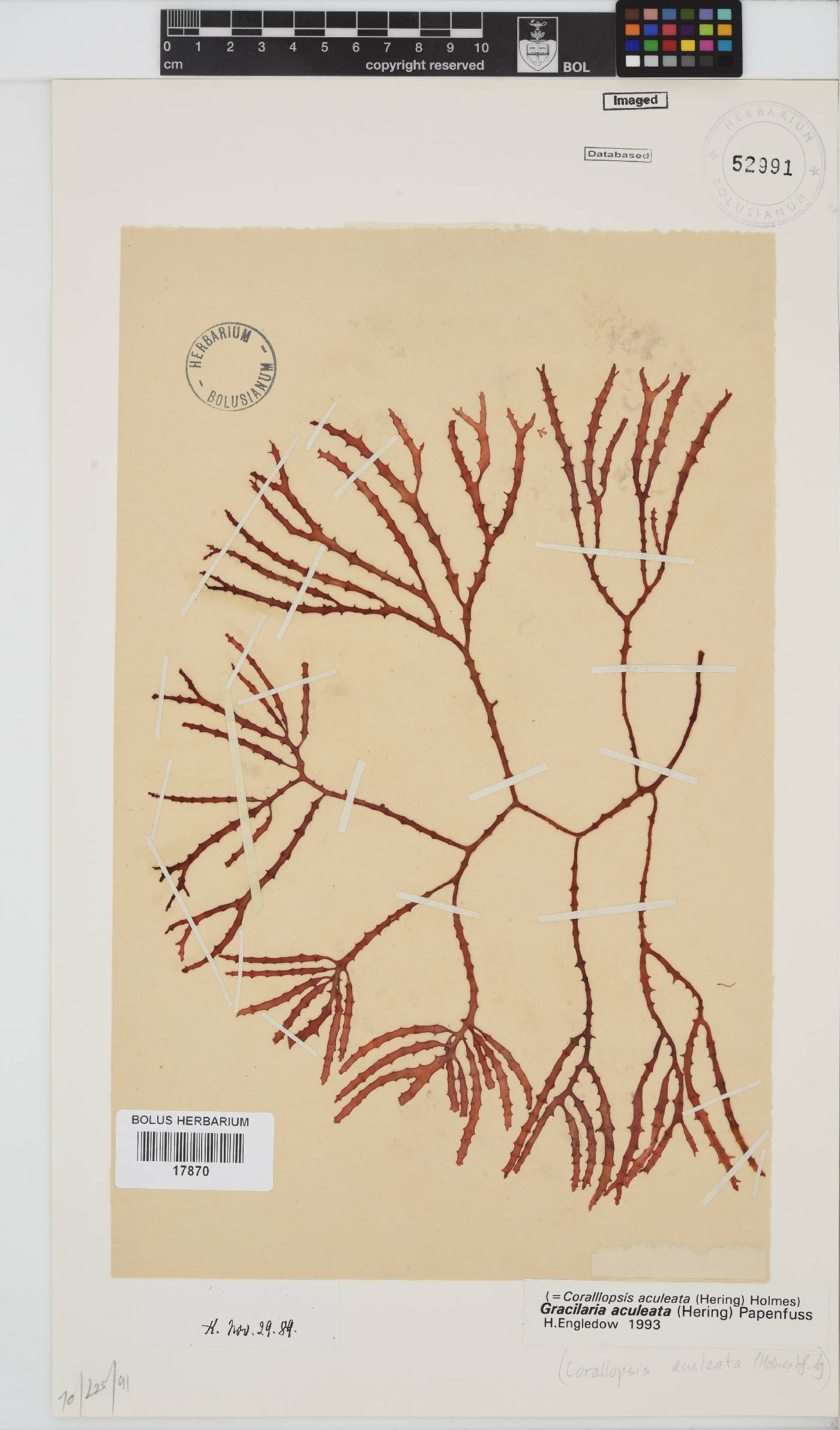 Gracilaria aculeata image