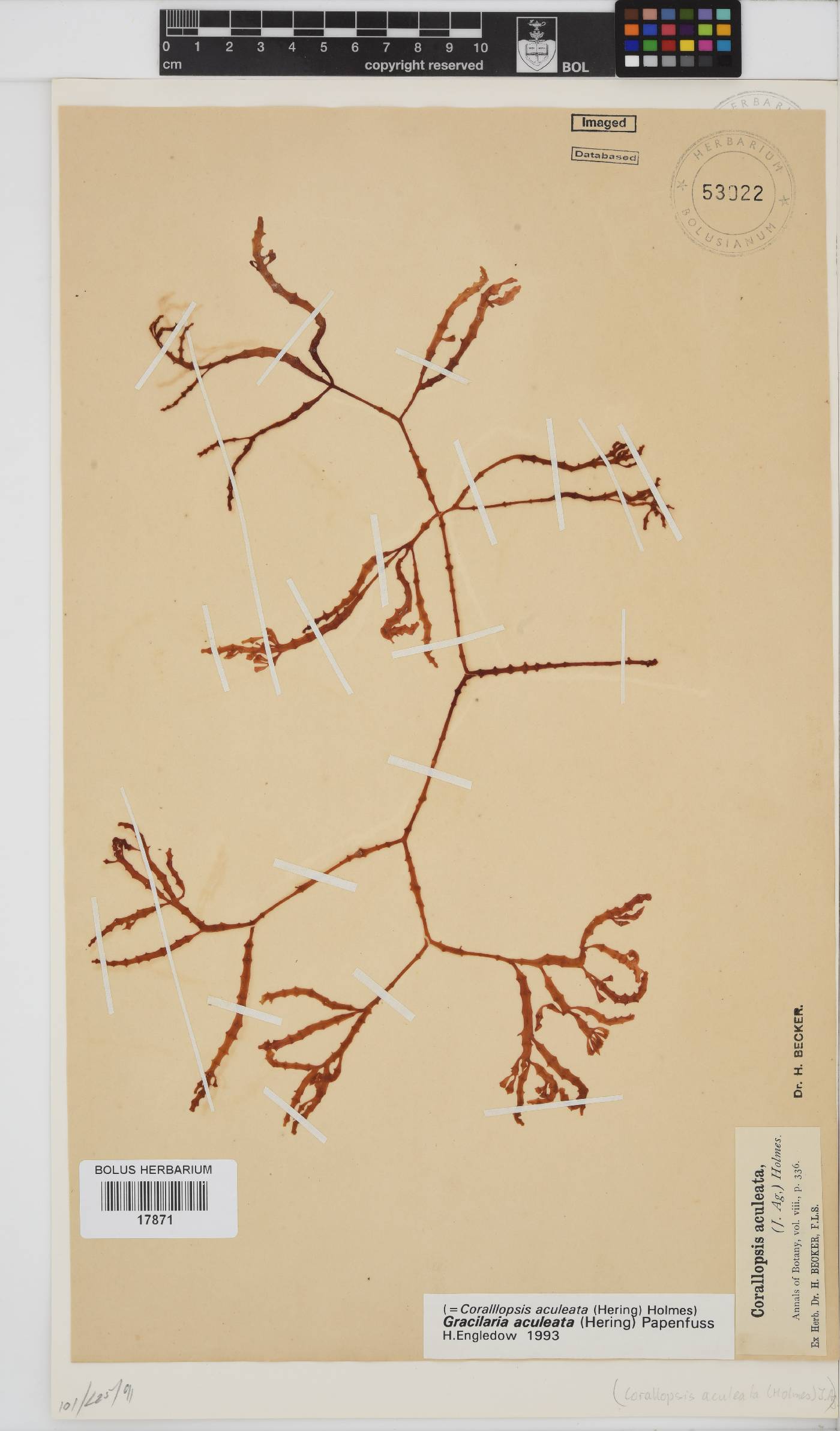 Gracilaria aculeata image