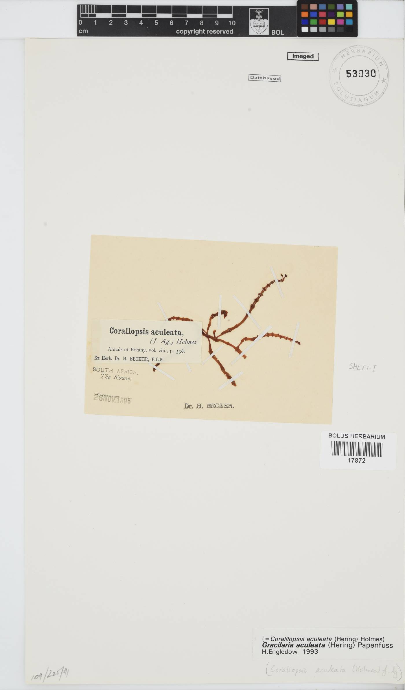 Gracilaria aculeata image