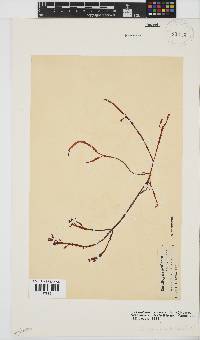 Gracilaria aculeata image