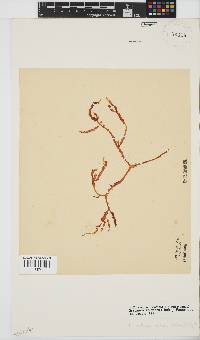 Gracilaria aculeata image