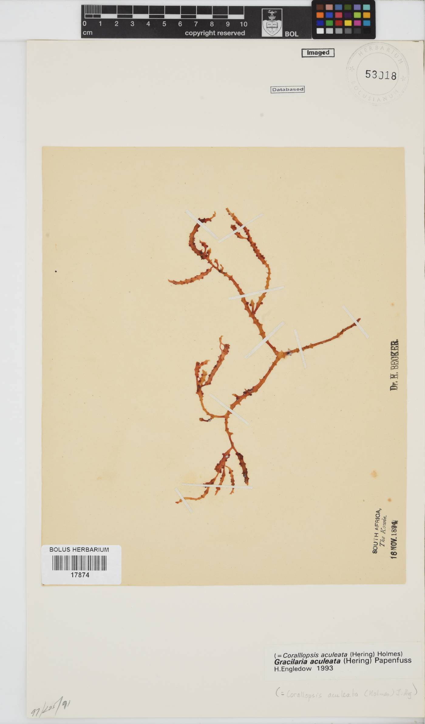 Gracilaria aculeata image
