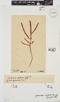 Gracilaria aculeata image