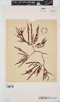 Gracilaria aculeata image