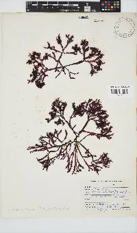 Image of Gracilaria beckeri