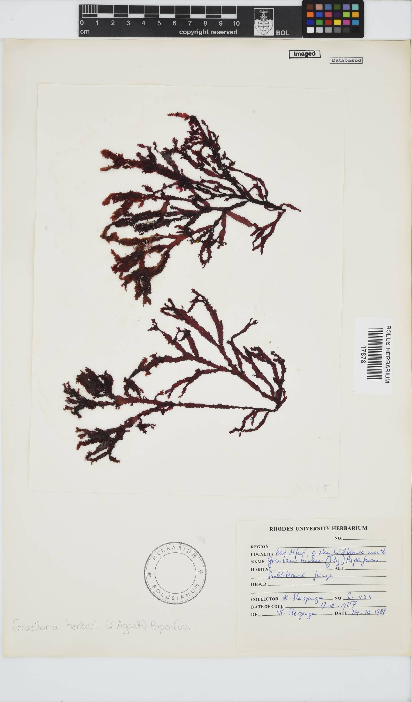 Gracilaria image