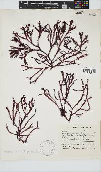 Gracilaria beckeri image