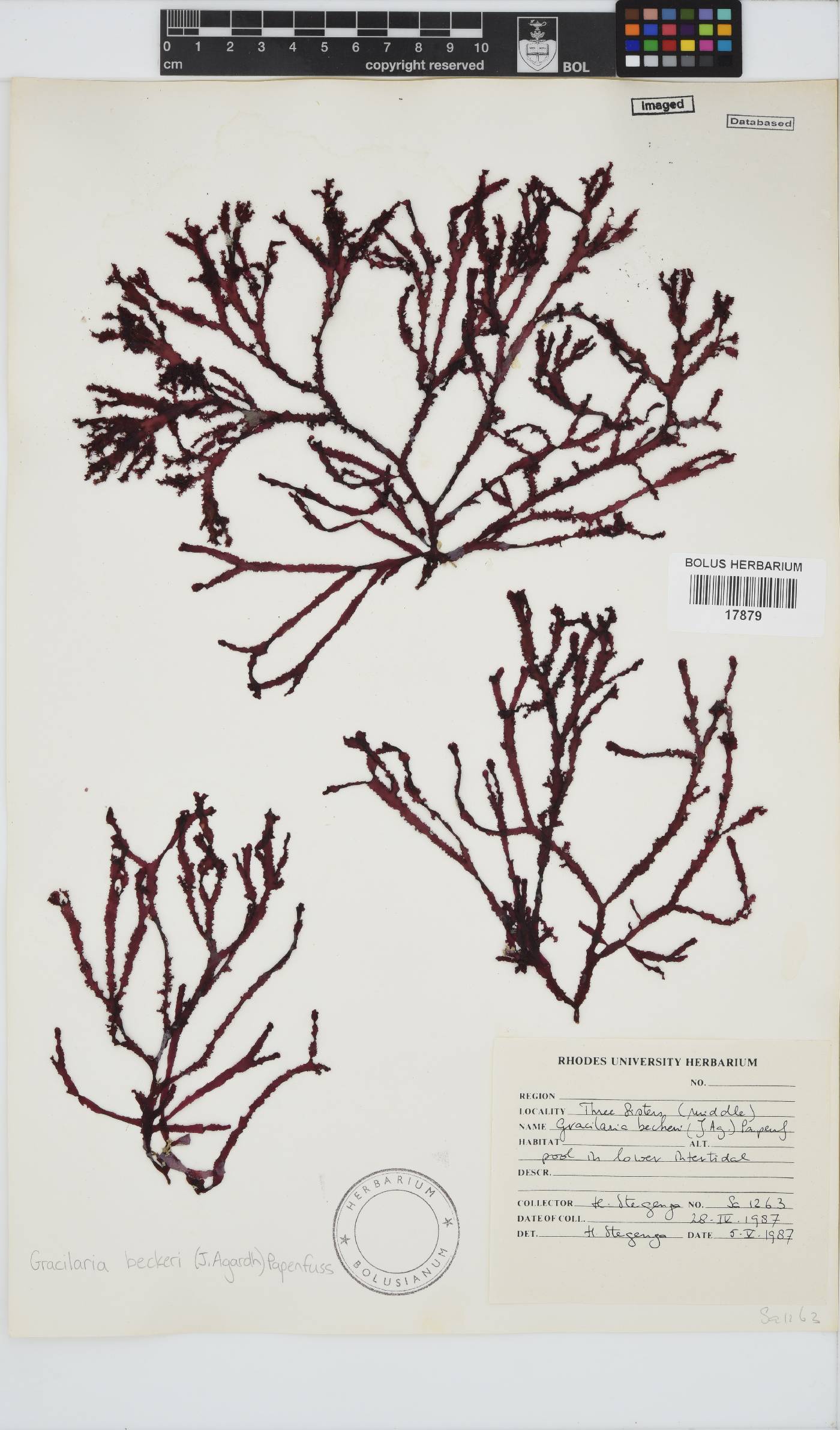 Gracilaria beckeri image