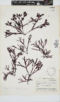 Gracilaria beckeri image