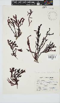 Gracilaria beckeri image