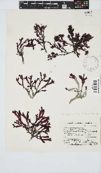 Gracilaria beckeri image