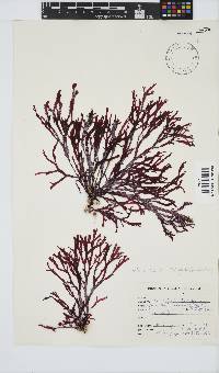 Gracilaria beckeri image