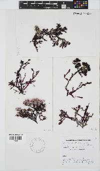 Gracilaria beckeri image