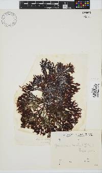 Gracilaria beckeri image