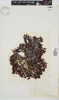 Gracilaria beckeri image