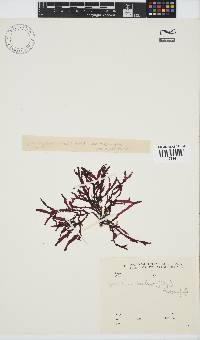 Gracilaria beckeri image