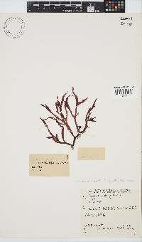 Gracilaria beckeri image