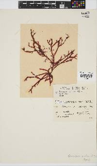 Gracilaria beckeri image