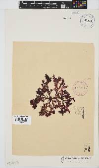 Gracilaria beckeri image